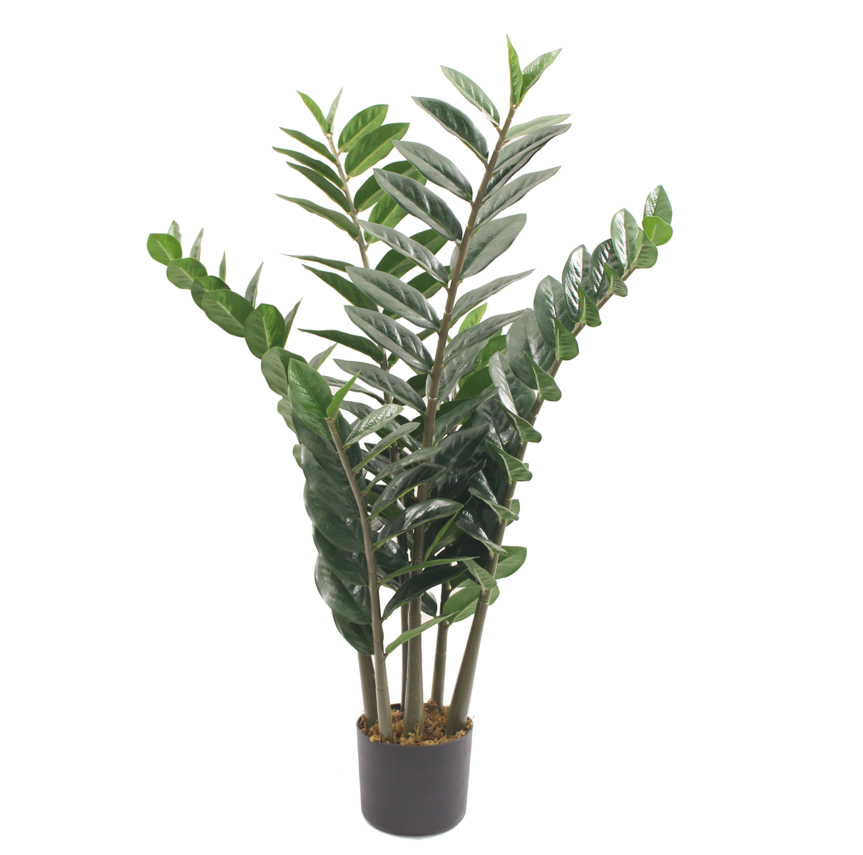 Konstväxt zansibar/garderobsblomma | 90 cm Konstväxt zansibar/garderobsblomma | 90 cm