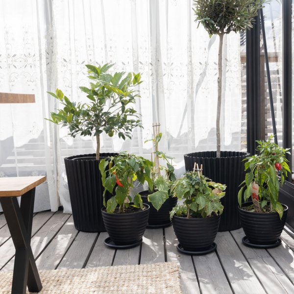 Orangeri och uterum 19,2m | Kvadratiskt premium-vxthus