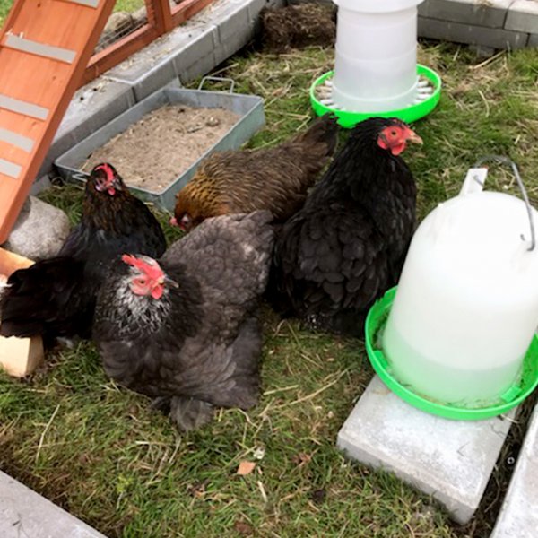 Hönshus med hönsgård | Lättstädat | Färdig byggsats | 1,9x1,7x1,6m Hönshus med hönsgård | Lättstädat | Färdig byggsats | 1,9x1,7x1,6m