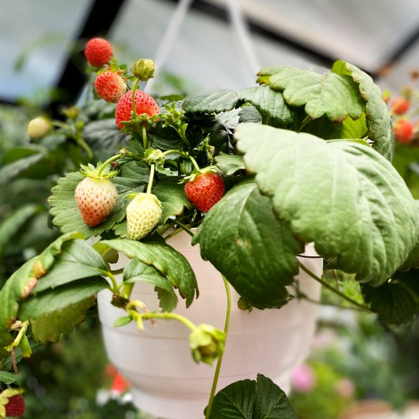 Växthus 12,7m² | 5 års stormgaranti | 4mm säkerhetsglas Växthus 12,7m² | 5 års stormgaranti | 4mm säkerhetsglas