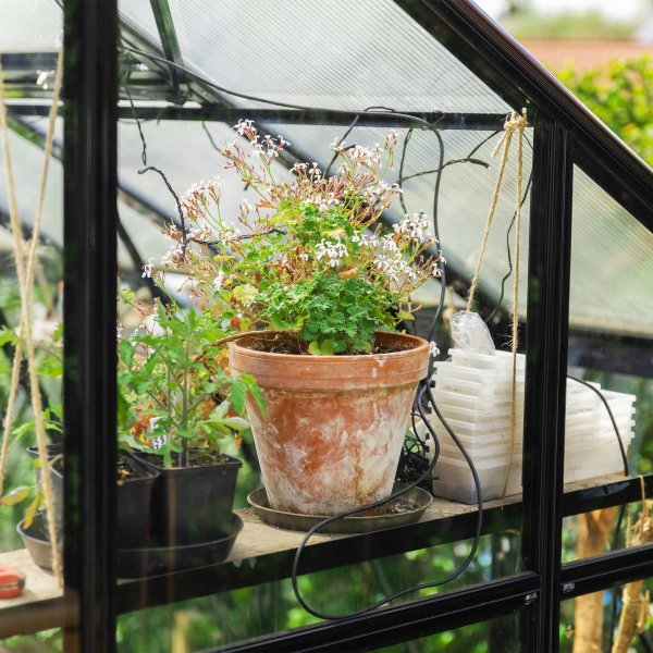 T-format glasväxthus 11,2m² | 4mm säkerhetsglas | 5 års stormgaranti T-format glasväxthus 11,2m² | 4mm säkerhetsglas | 5 års stormgaranti